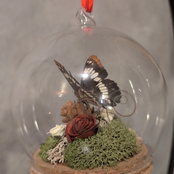 Real Butterfly - Picture 5 of 5